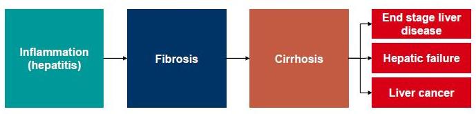 Hepatitis B and C Viruses and Hepatocellular Carcinoma (Birke Bartosch)