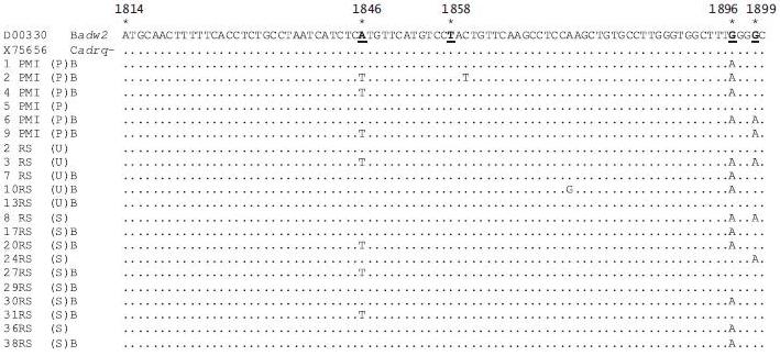 Analyses of Precore and Core Promoter Mutations of Hepatitis B Virus in Patients with Chronic Hepatitis B in Surabaya, Indonesia (Juniastuti et al.)