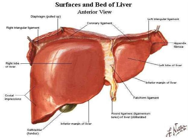 Sirosis Hepatis (dr Rum Marewa)